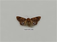 藏品(夜蛾319)的圖片